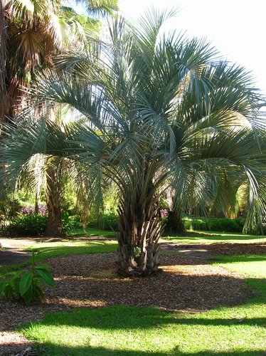 Yatay Mule Palm (Butiagrus)